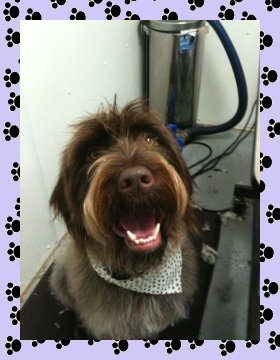 Wired Haired Pointing Griffon - Aprils Doggie Spa